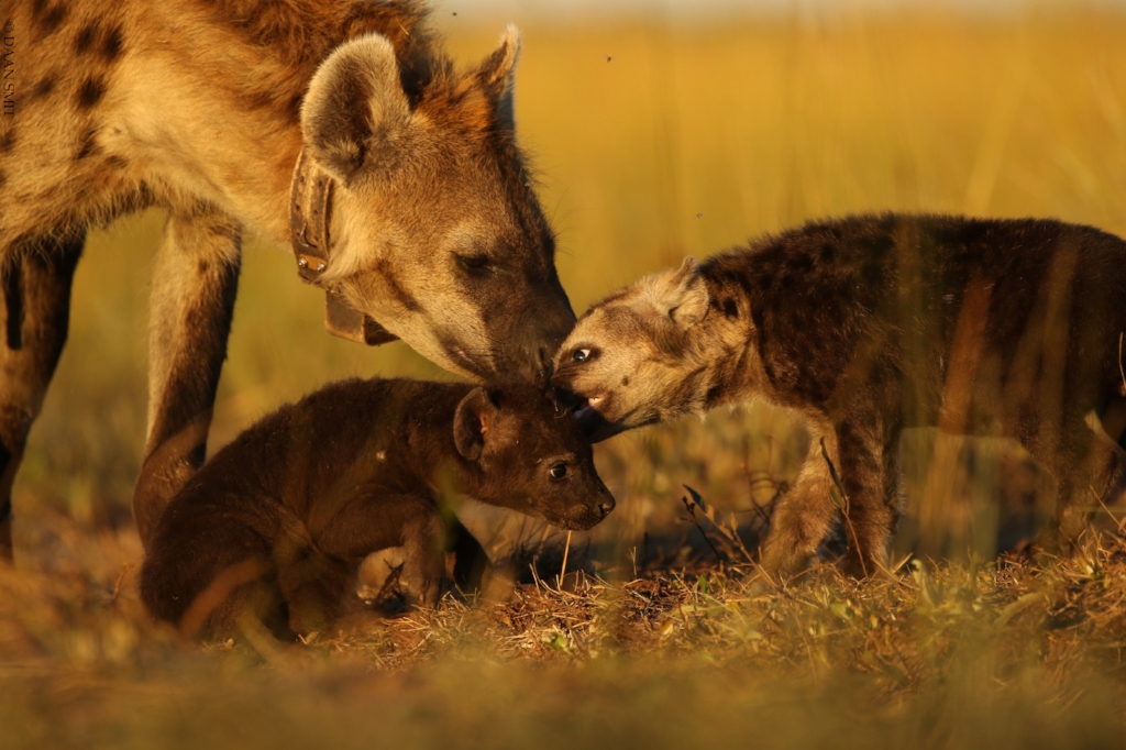 Hyena and Cubs.jpg