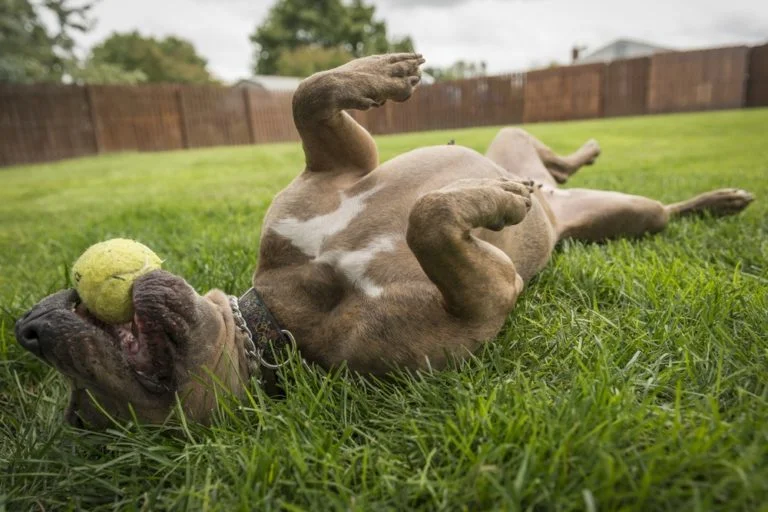Los Angeles Fence Builders Dog.jpg