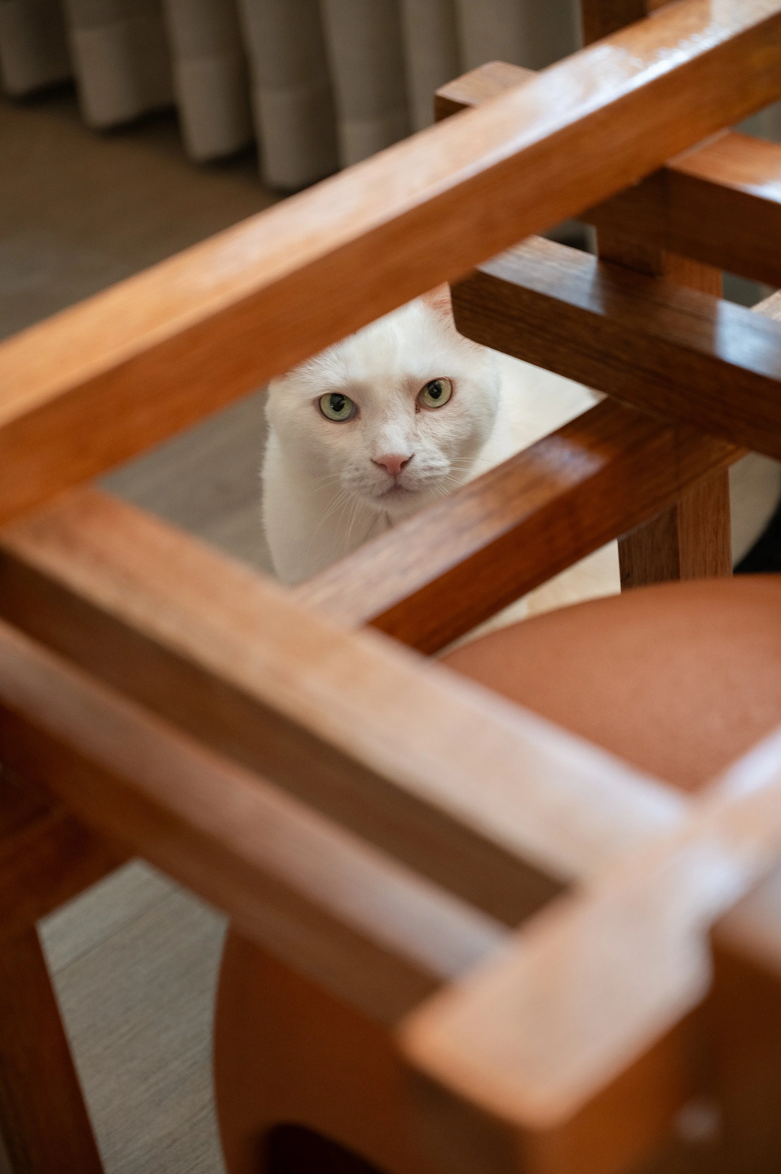 Cats House--2.jpg