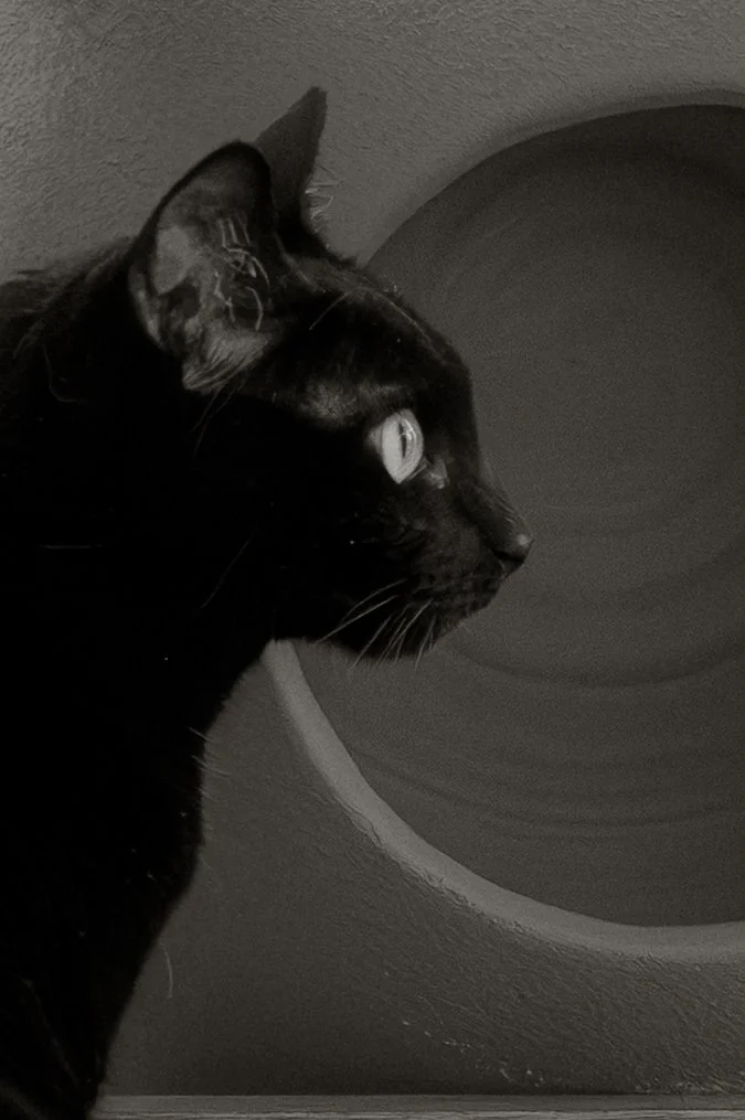 Cats House--5.jpg
