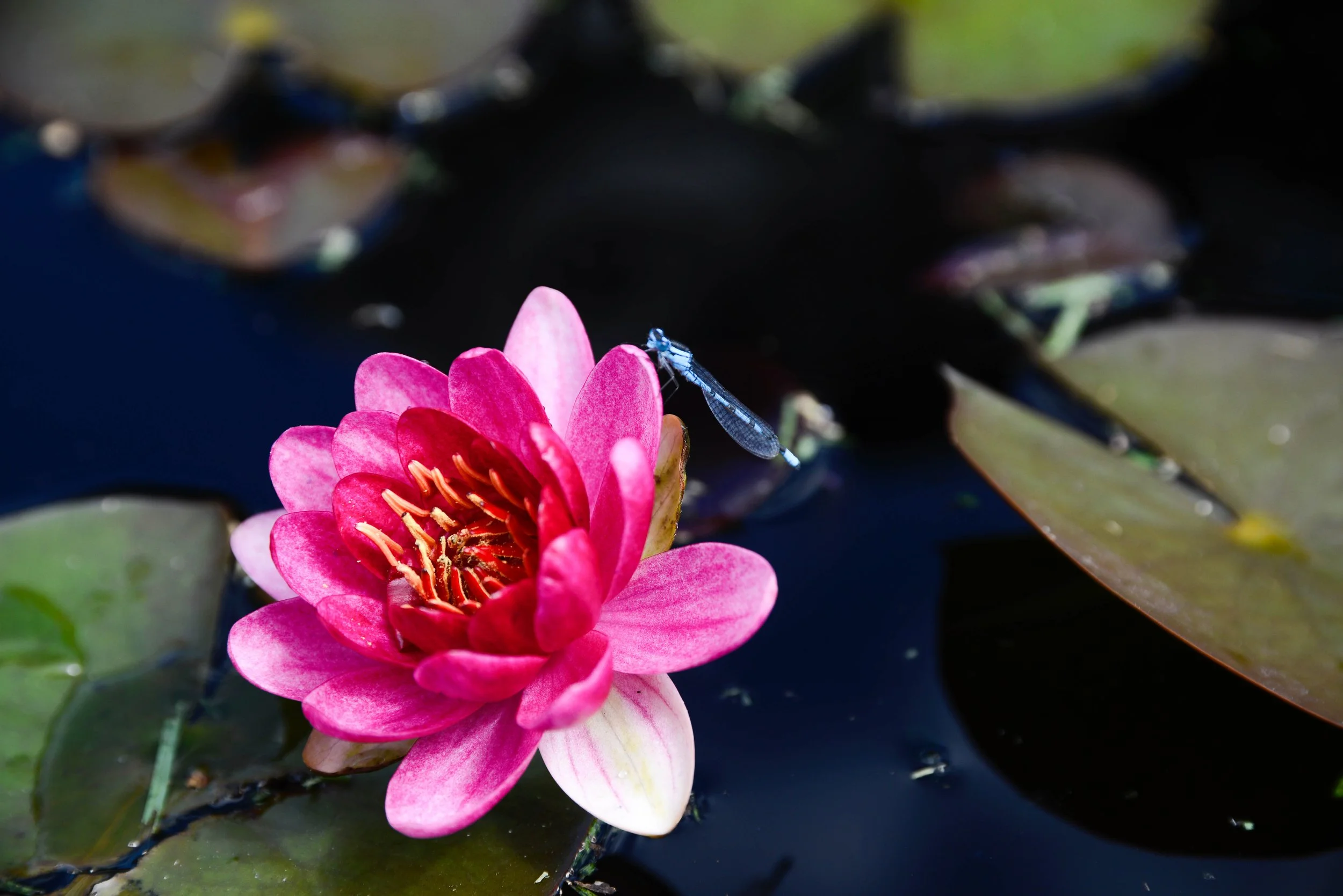 Water Lilly Dragonfly.jpg