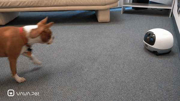 Treats.gif