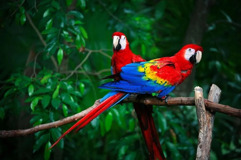 Animals can be tracked by simply swabbing leaves