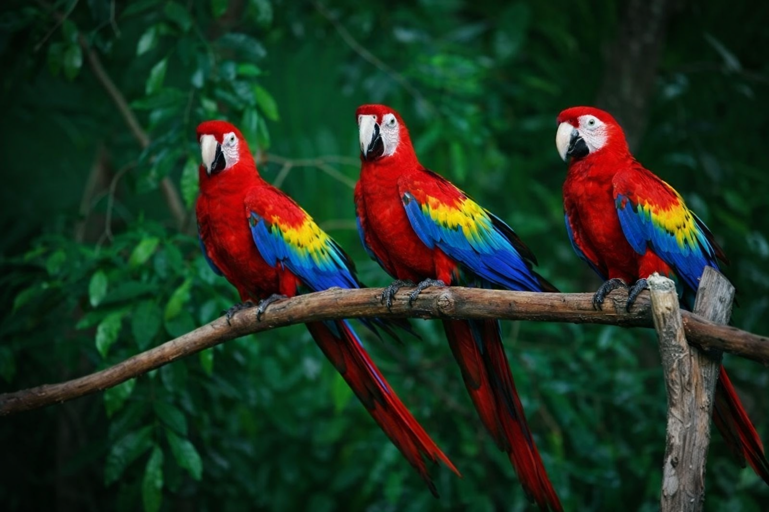 Animals can be tracked by simply swabbing leaves