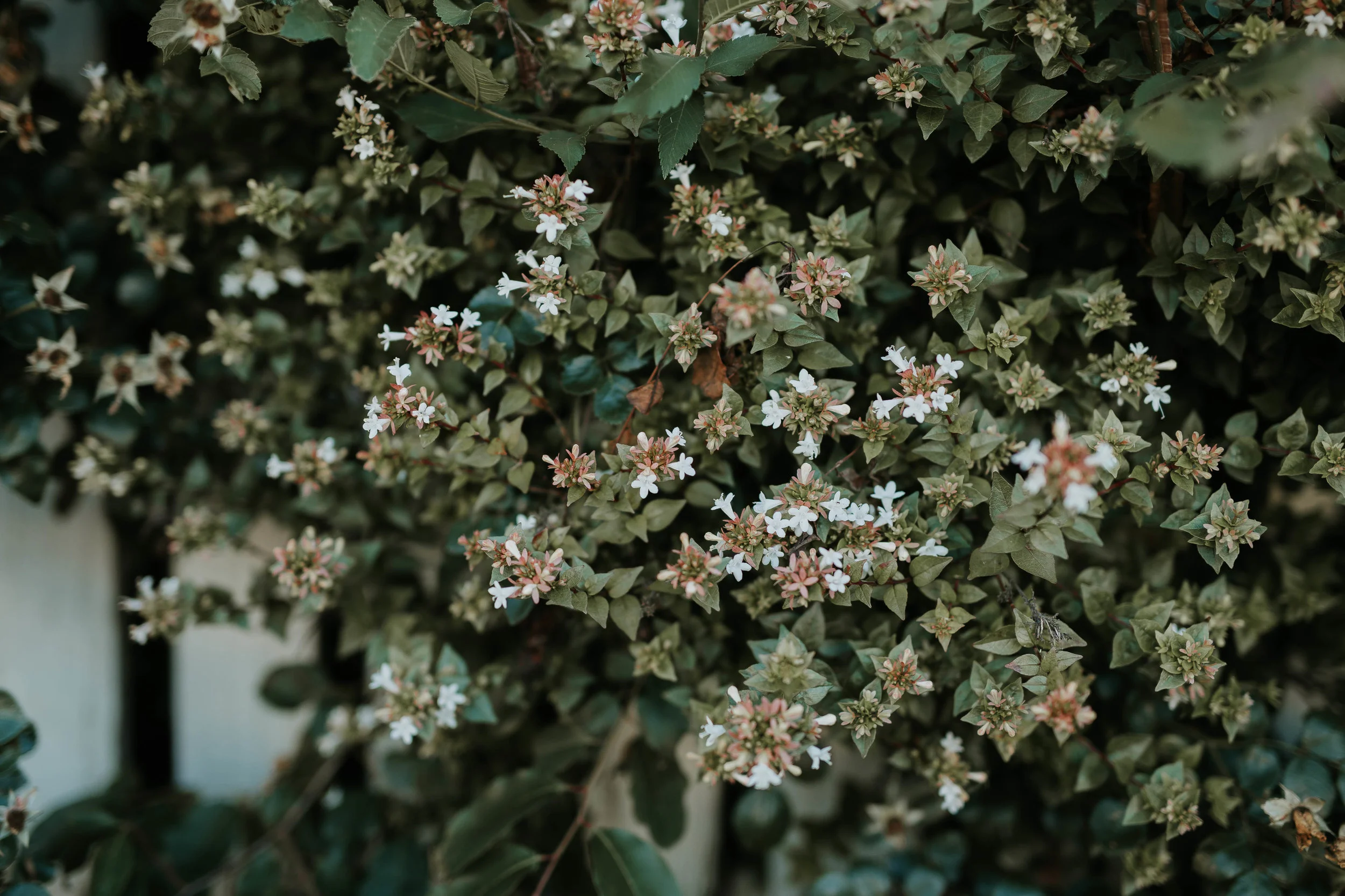 Trusting the Lord with Half my Heart 