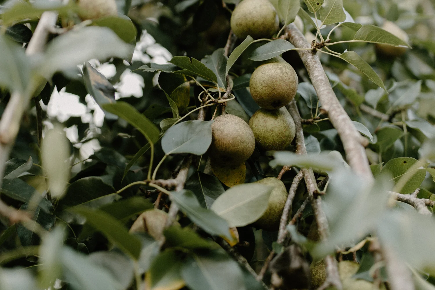 Imposing Grandeur Radio