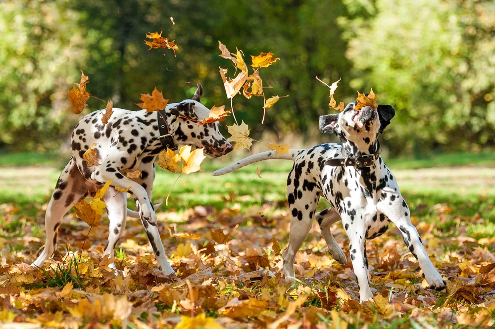 shutterstock_158054606 2.jpg
