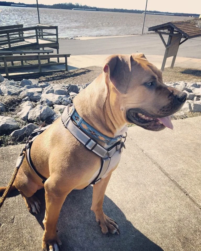 BOOGIE (fka Hambone), Adopted 2014