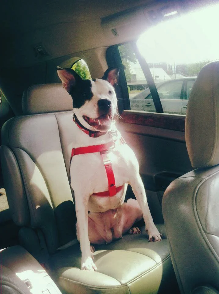 APRIL, Adopted 2013