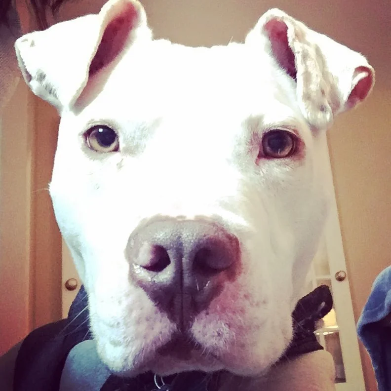 MILTON, Adopted 2014