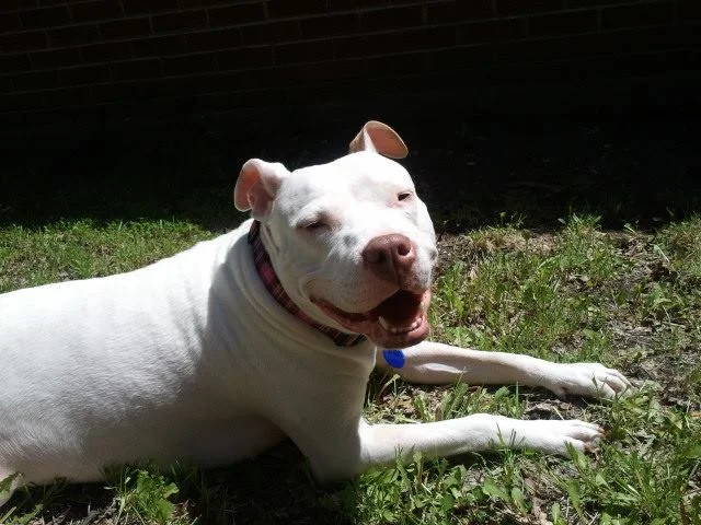 AMY, Adopted 2014