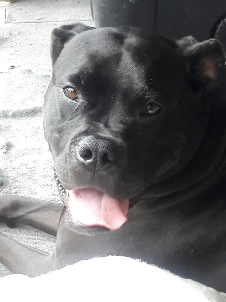 RIPLEY (fka Lammie), Adopted 2015