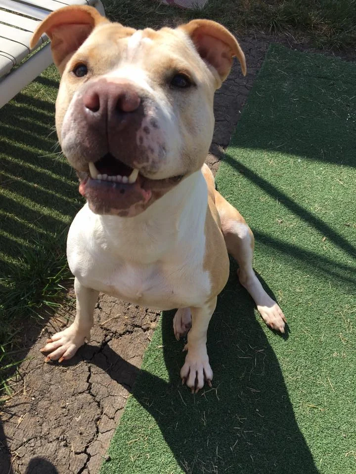 TEA (TANJI), Adopted 2017