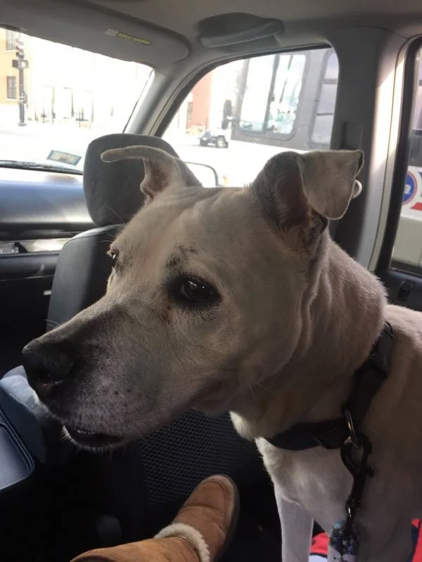 SNOOPY, Rescued in 2016 and left this world shortly after.