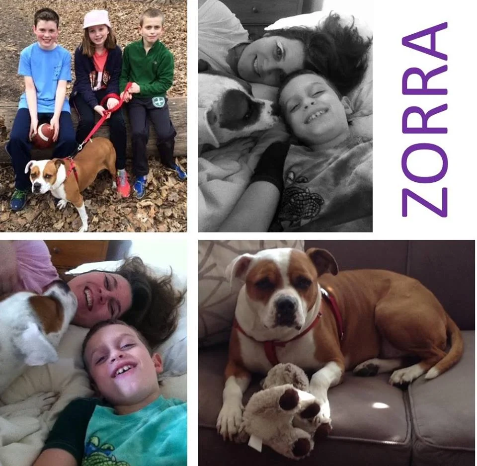 Zorra (fka Pearl), Adopted 2014. RIP December, 2016