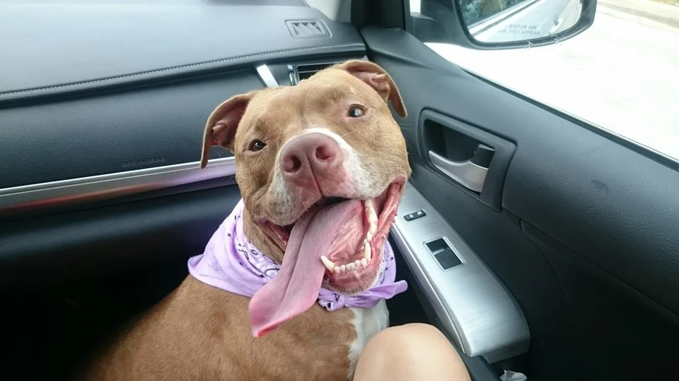 NENA (FKA Crystal), Adopted 2014