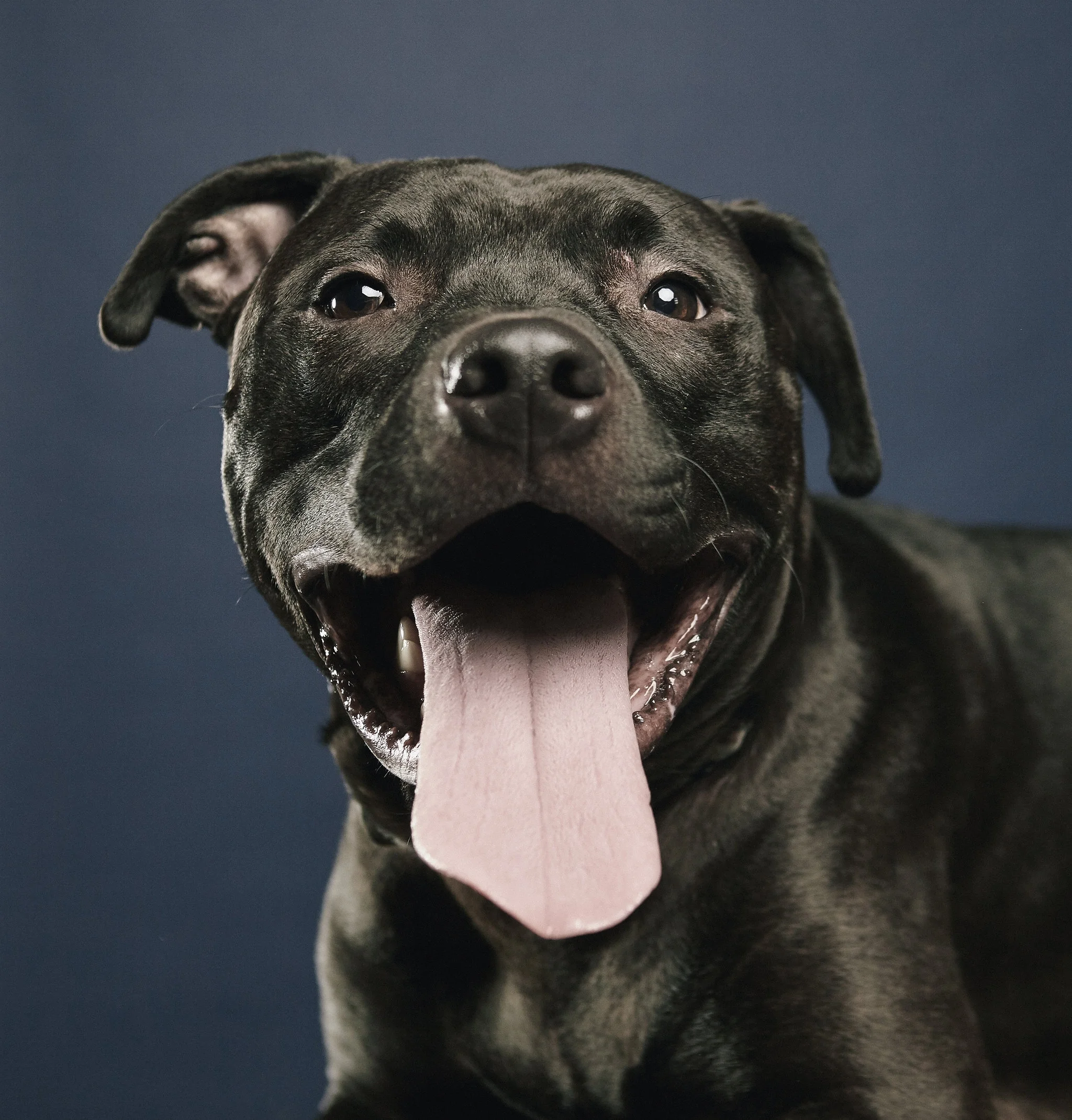 Ollie 4.jpg