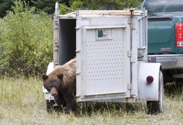 Releasing a black bear from a trap towed by the green GMC