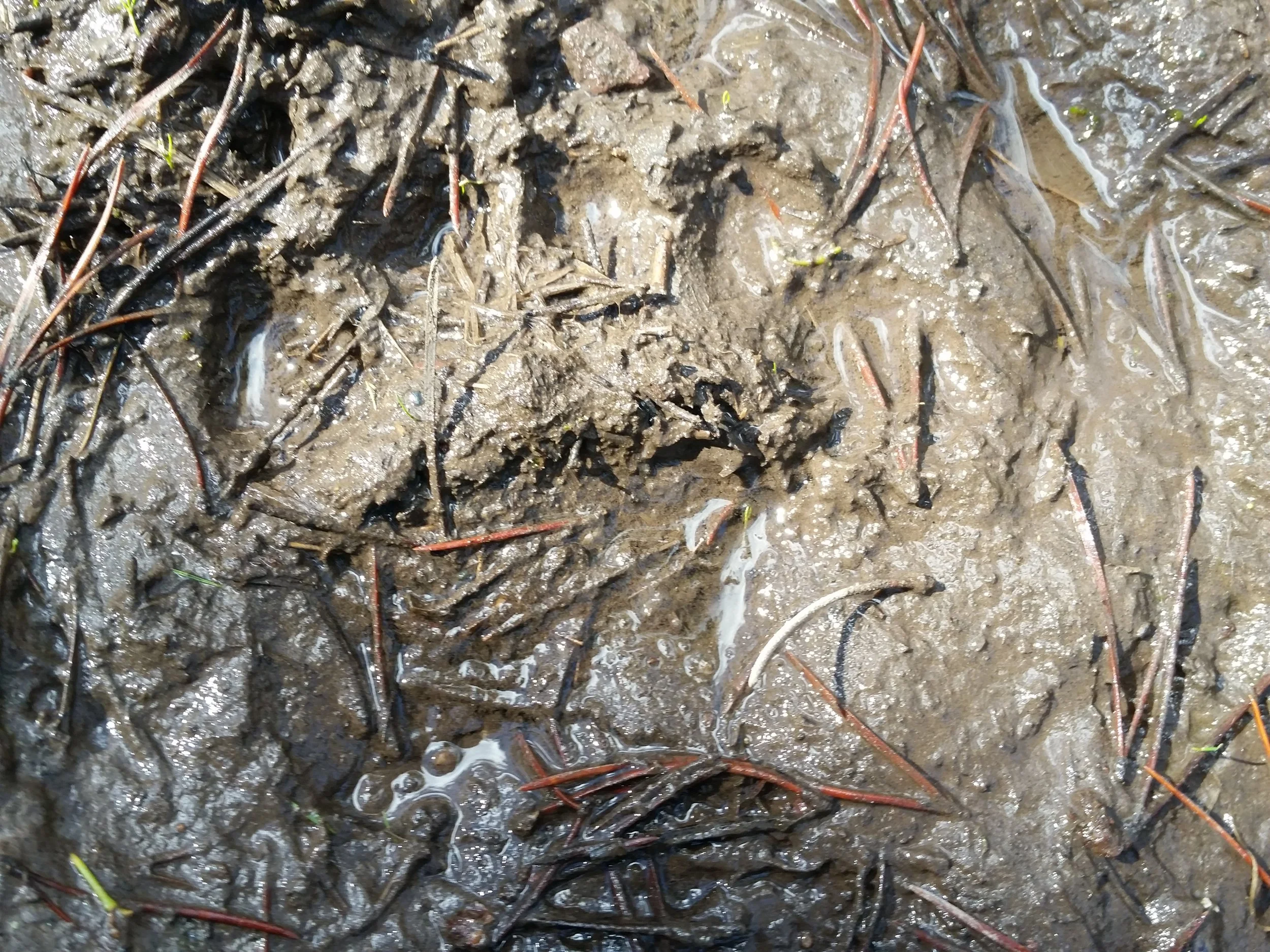 Griz track in mud with pine needles