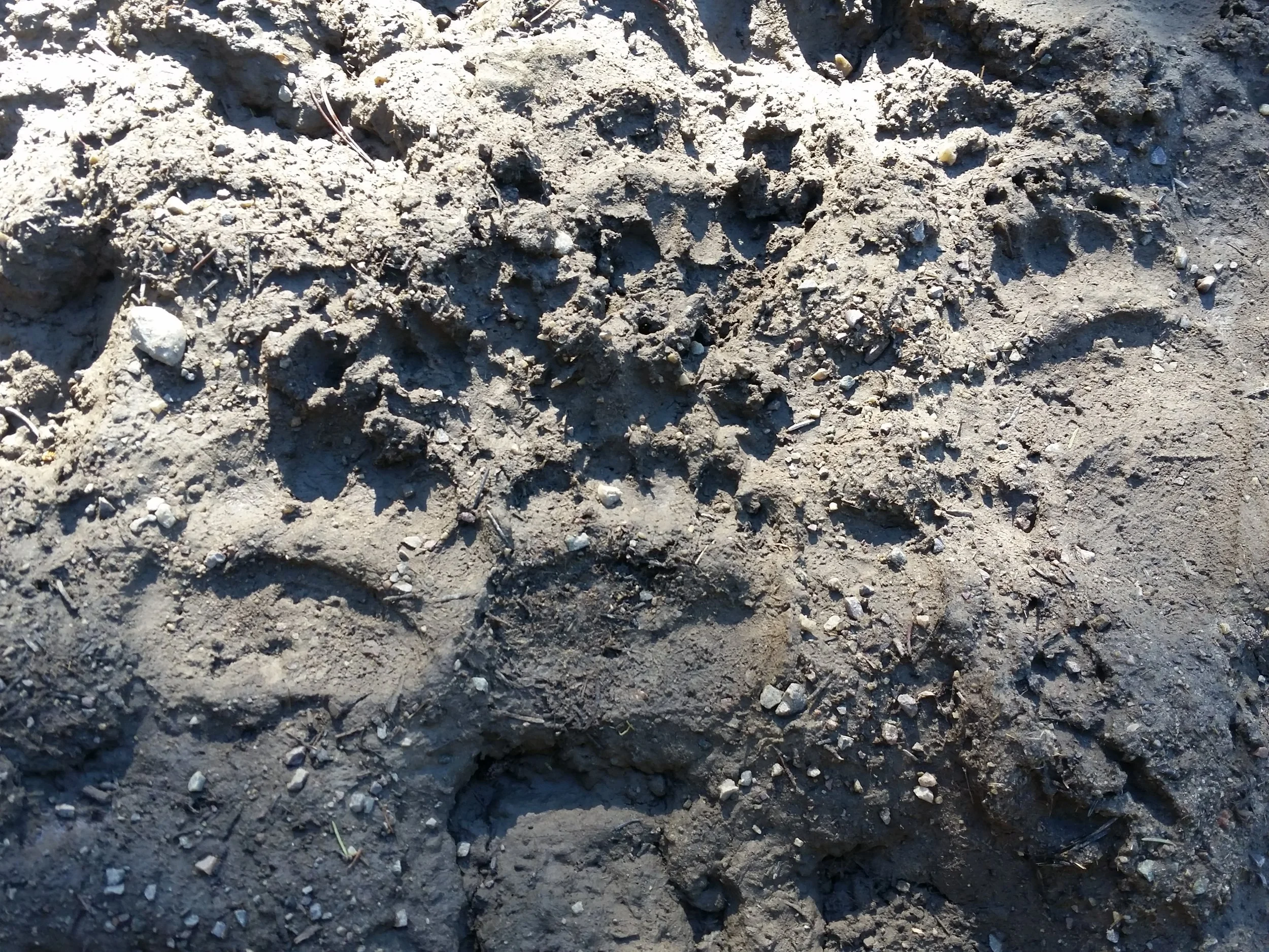 Grizzly cubs-of-the-year tracks