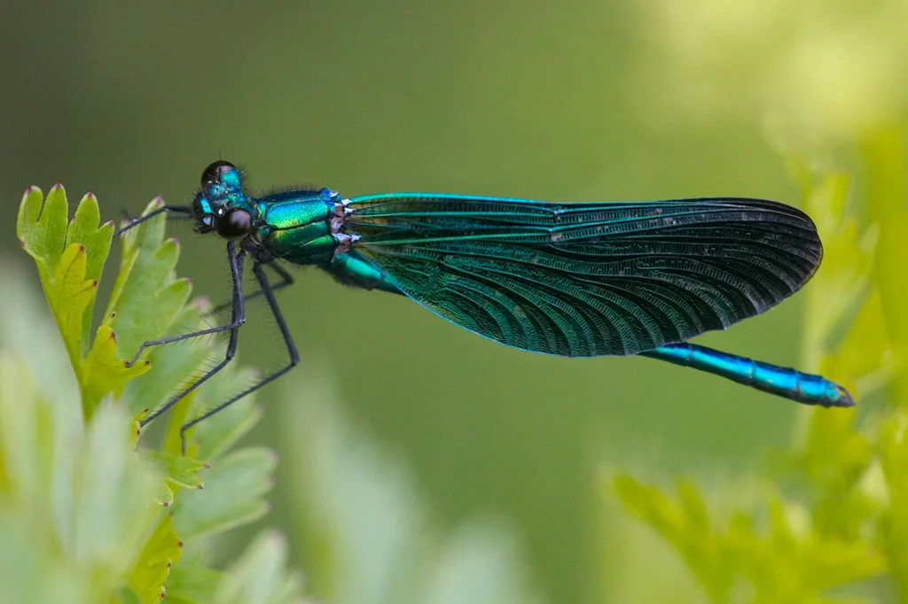 Damsel Fly