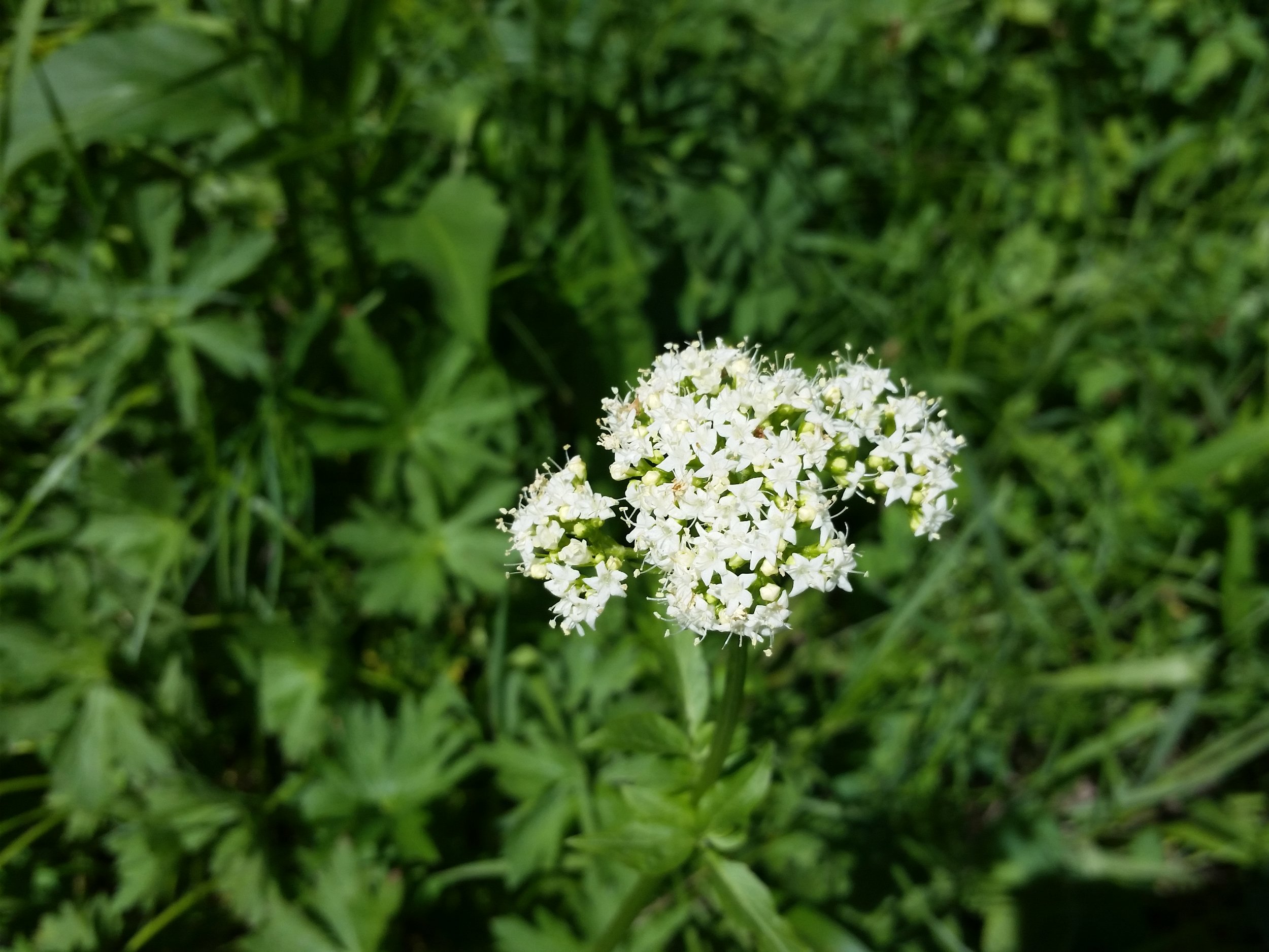 20150613_120917.jpg