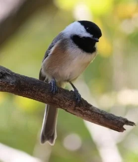 Black-capped Chickadee