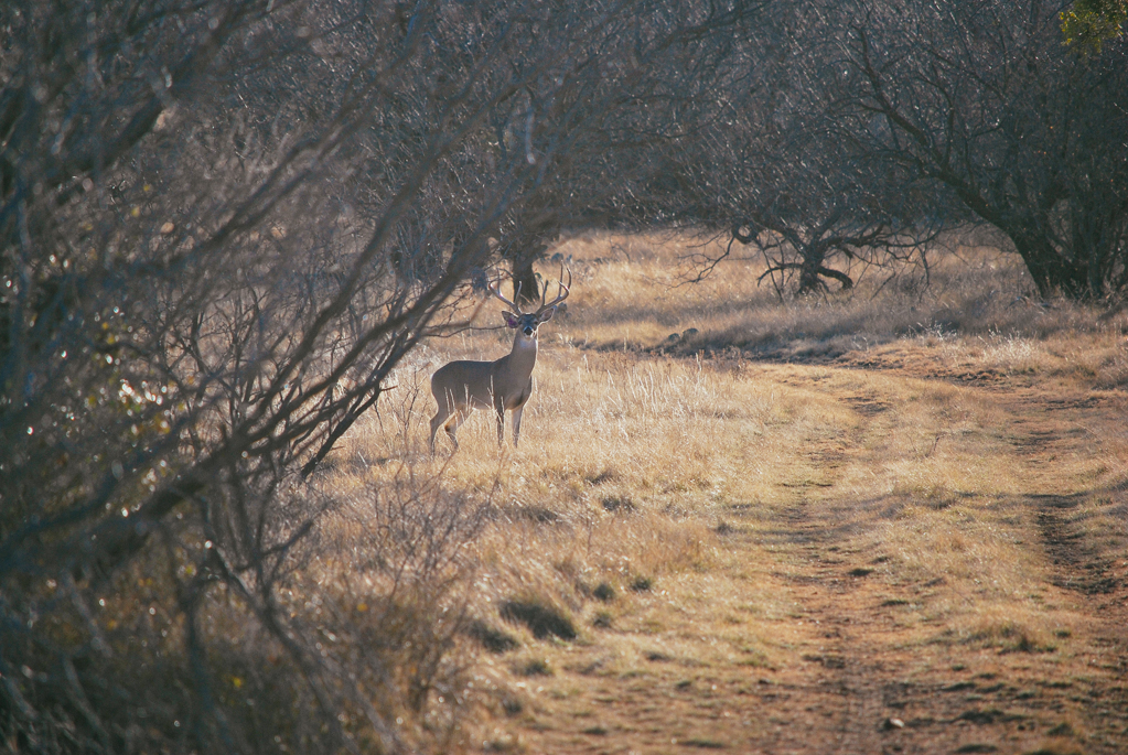 DSC_004253c31f8ba4edf.jpg