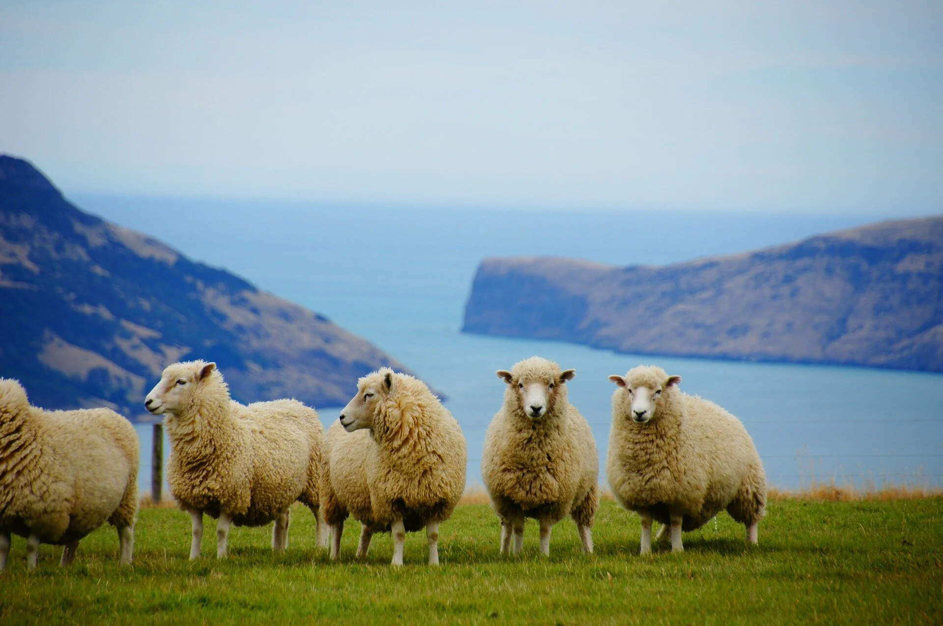 Jesus said, "I am the good shepherd."