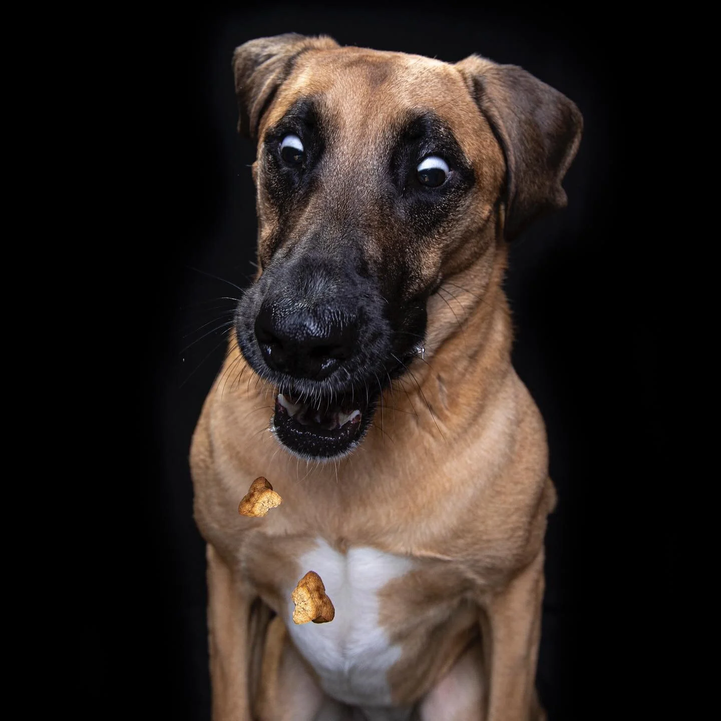 👀🤣📸

Inspired by the @vieler.photography technique, we had fun test shooting our four legged model in the studio over the weekend.

Let us know what you think in the comments below!

A truly passionate expression of emotion on this one 😘🐶

@pepi