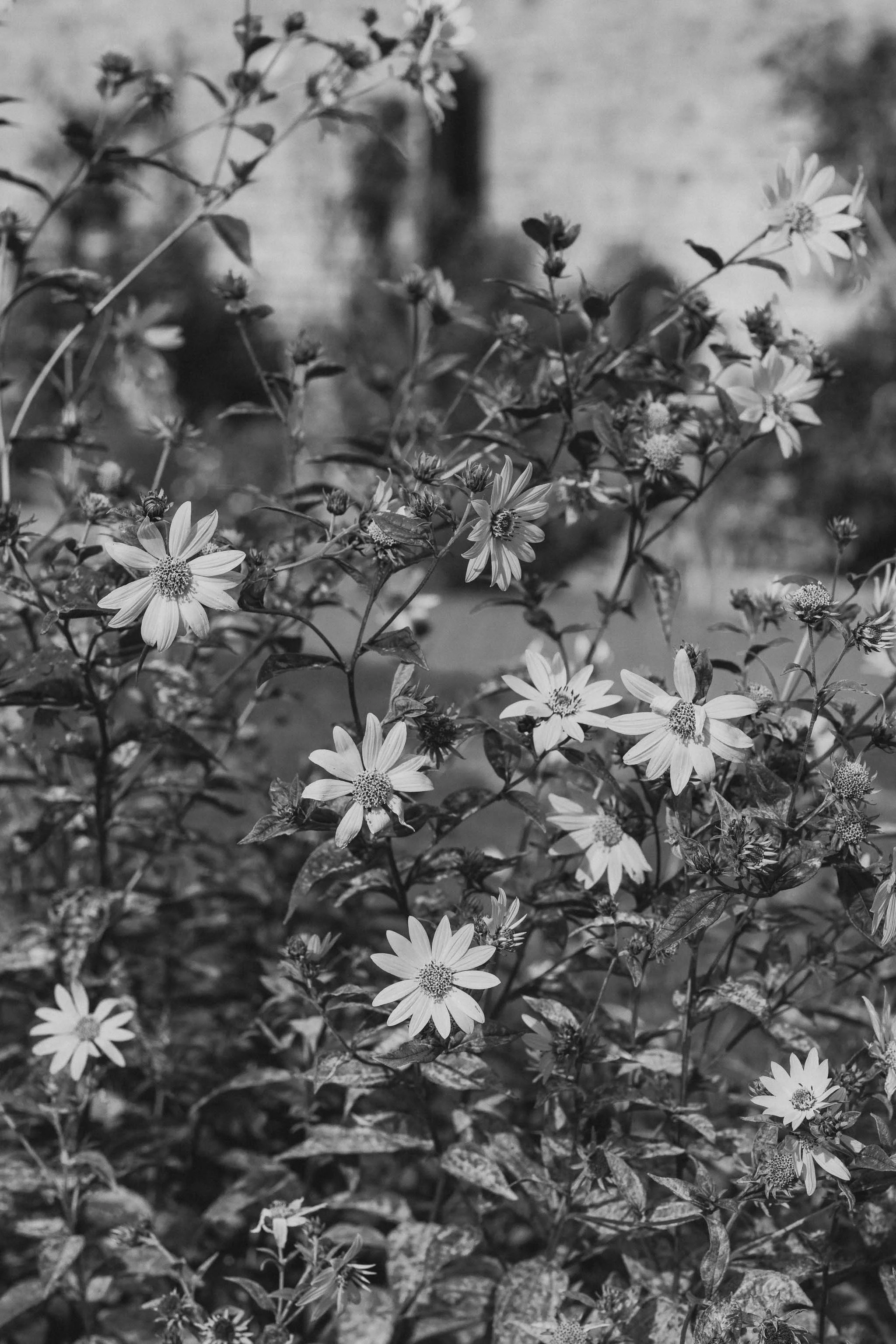 Soft, dreamy flowers and garden textures, 35mm film photograph.