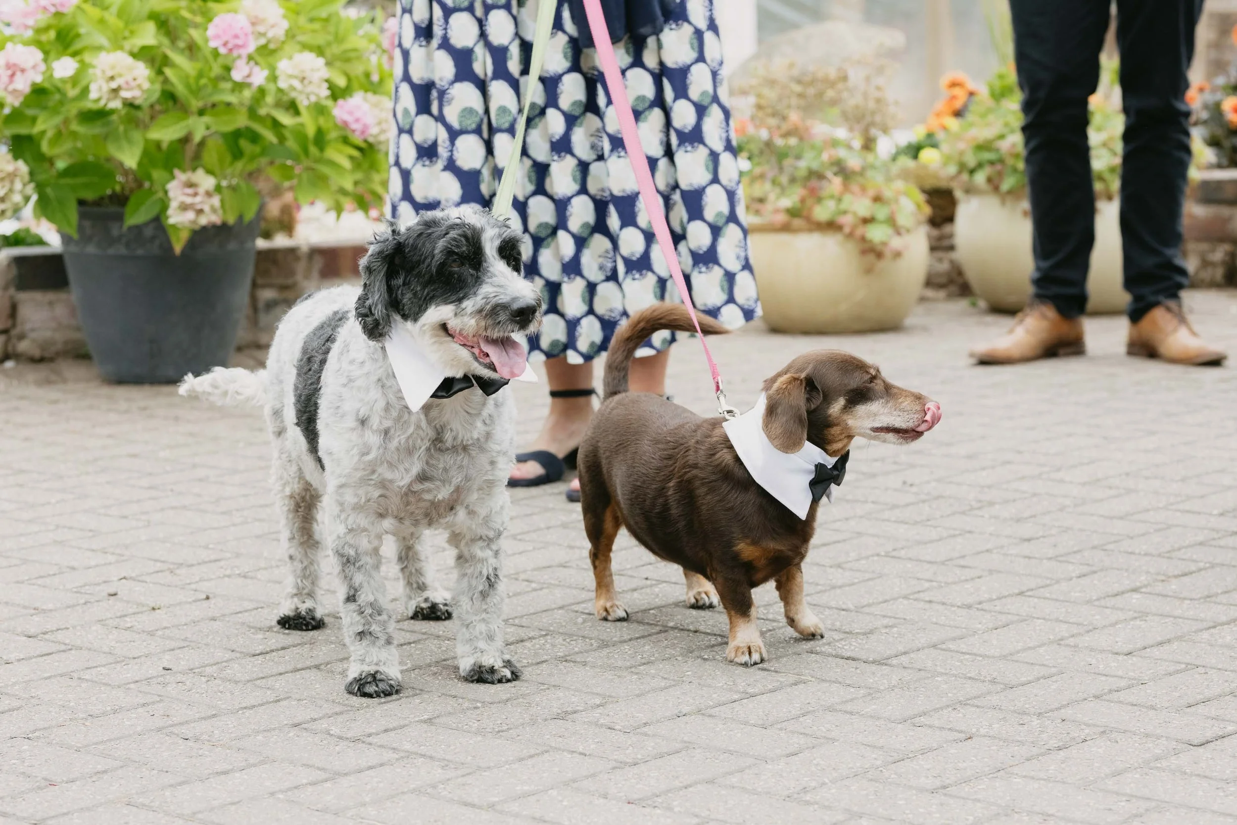  Two dogs on a lead at a backyard wedding reception in Worcester. 