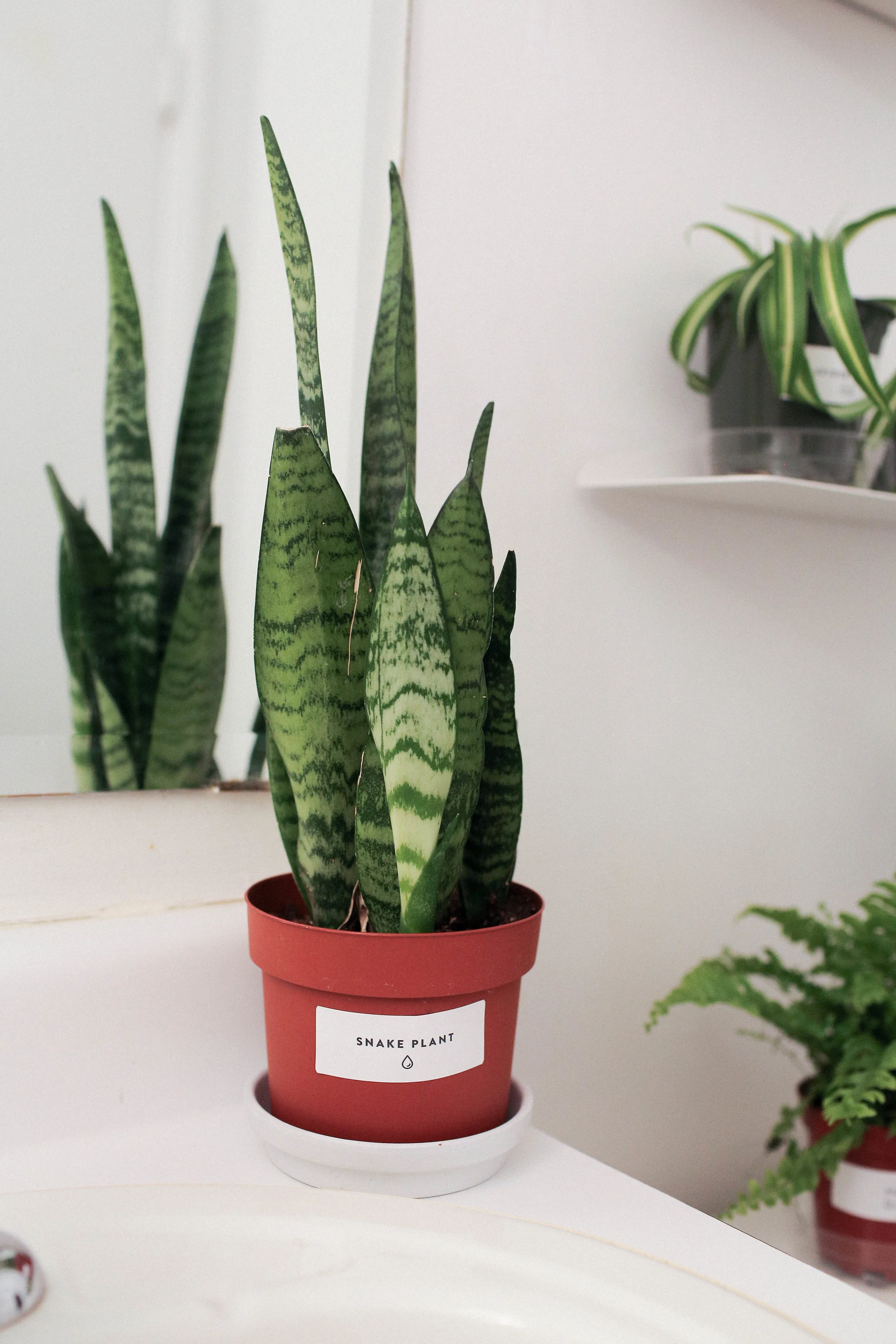 PlantSurvivor-12.jpg