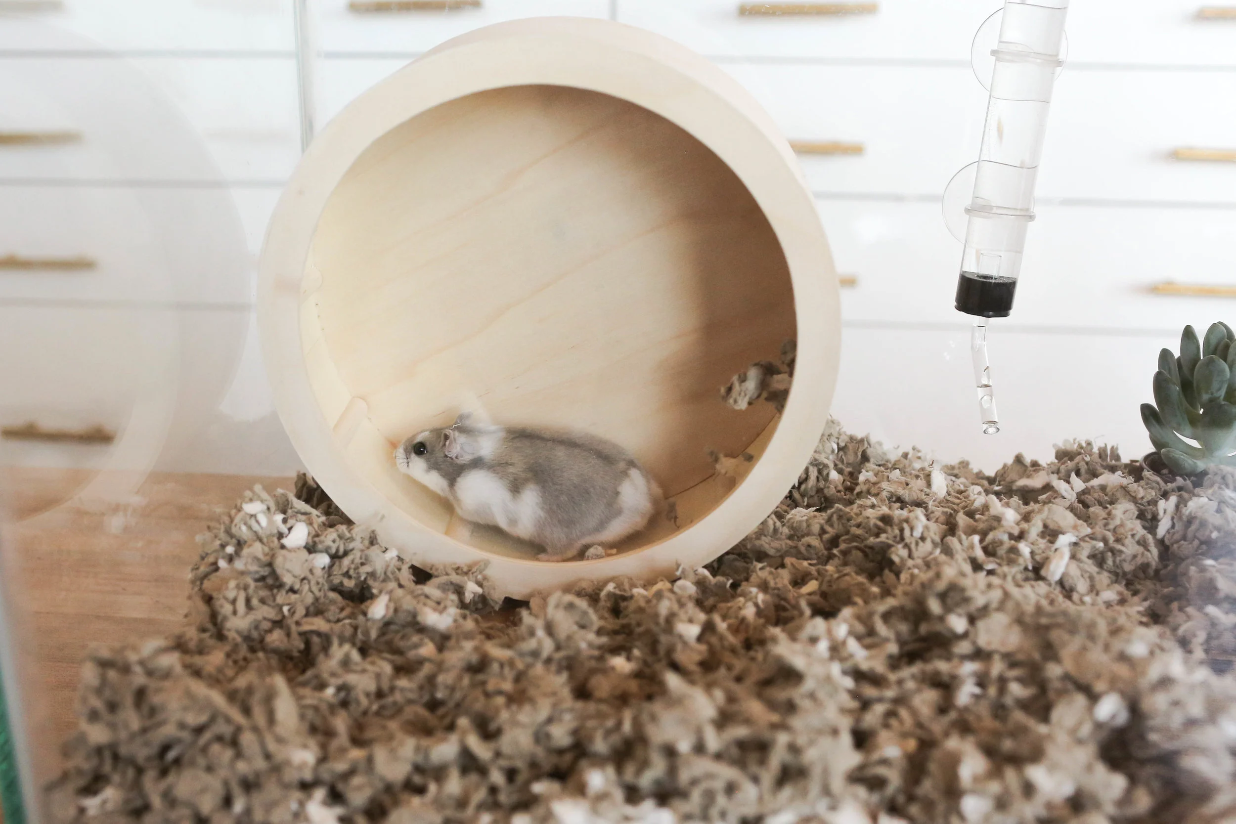 Picture of DIY Hamster Cage — The Sorry Girls