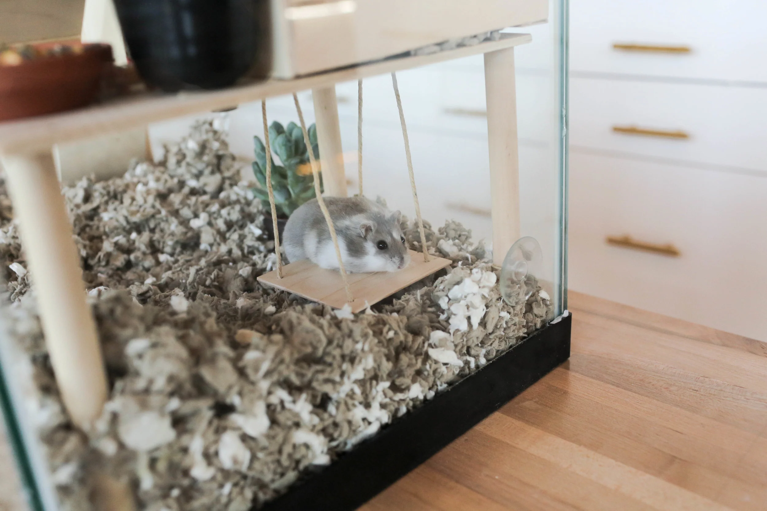 Image showcasing DIY Hamster Cage — The Sorry Girls