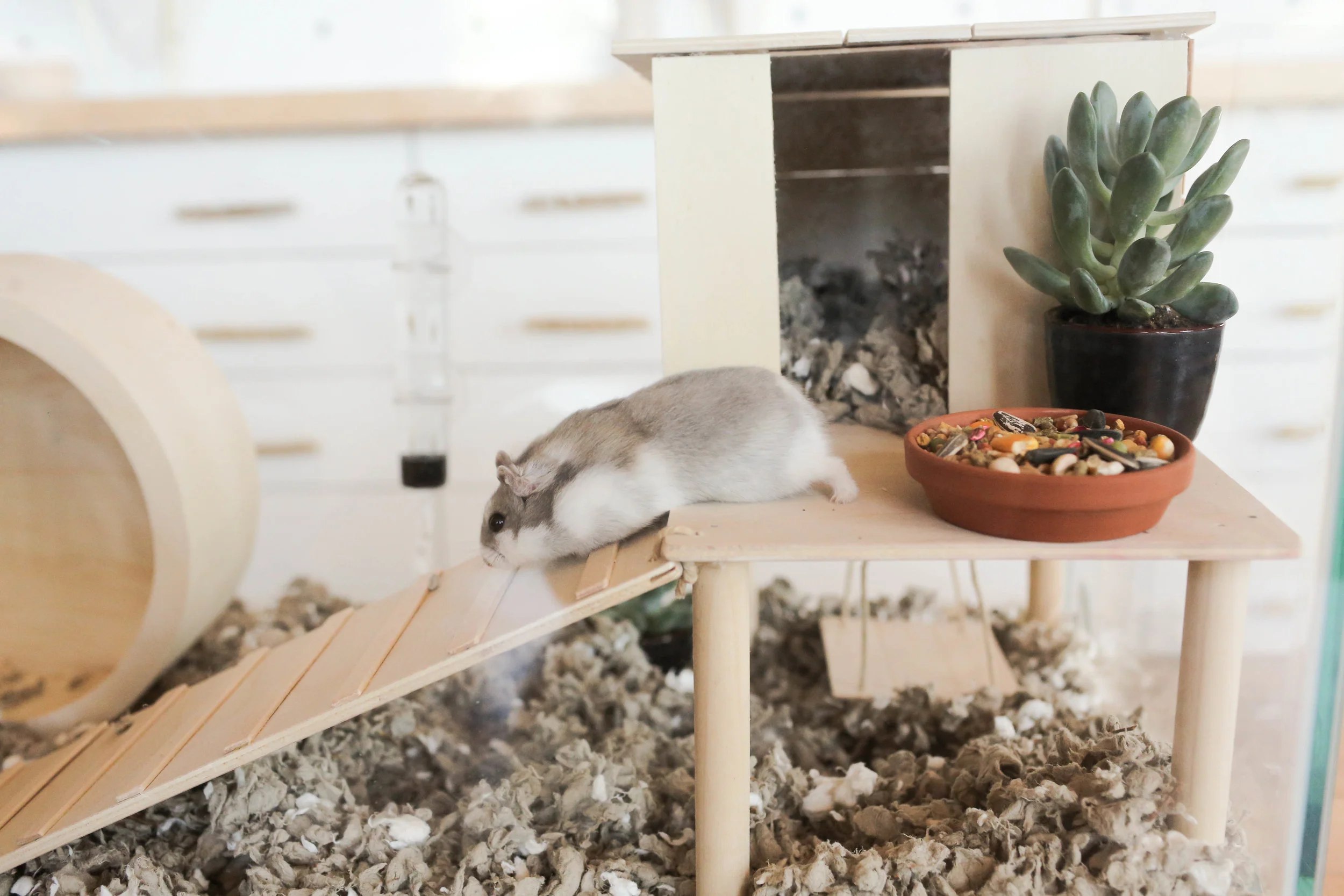 aesthetic hamster cage