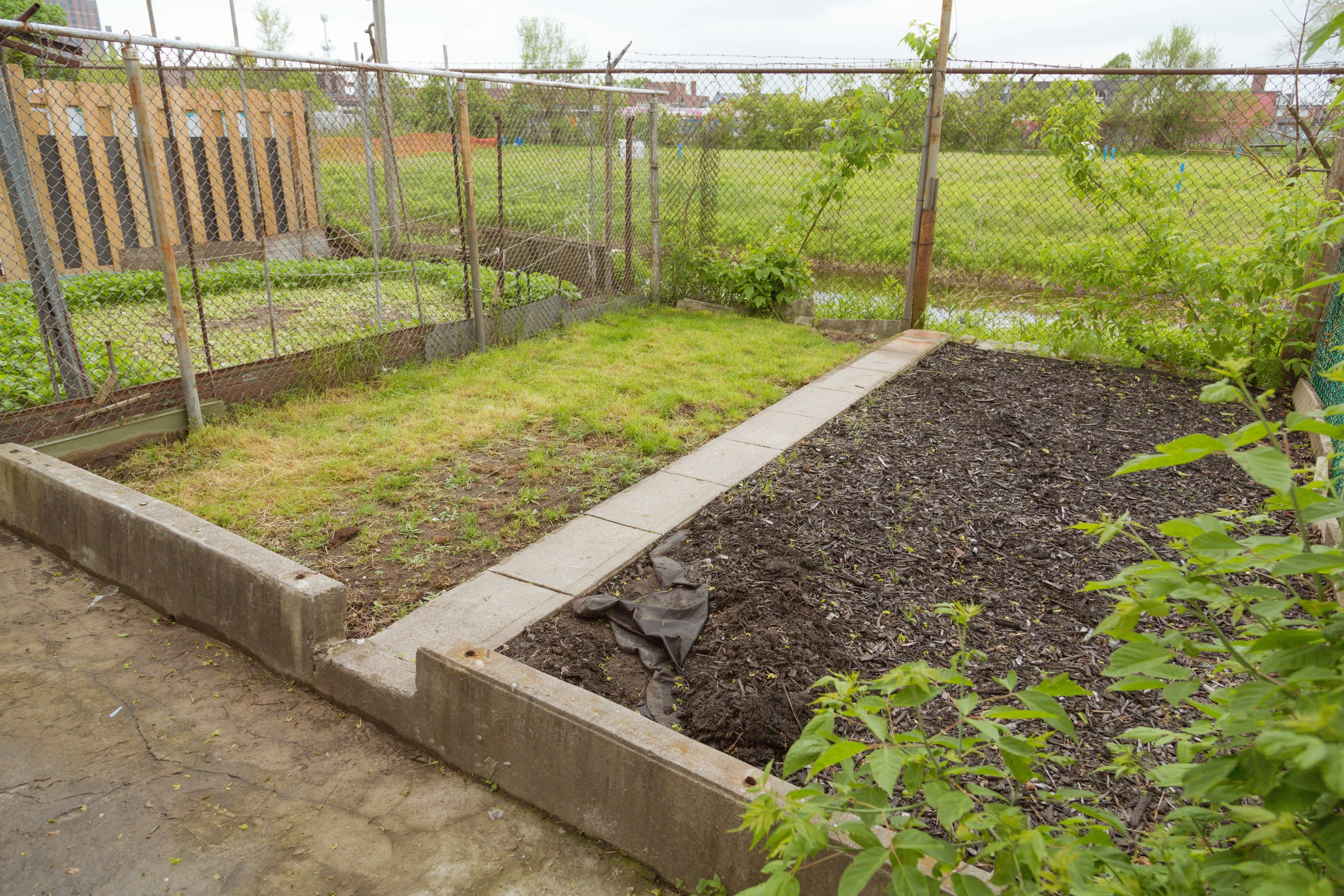 Daniella'sBackyard.jpg
