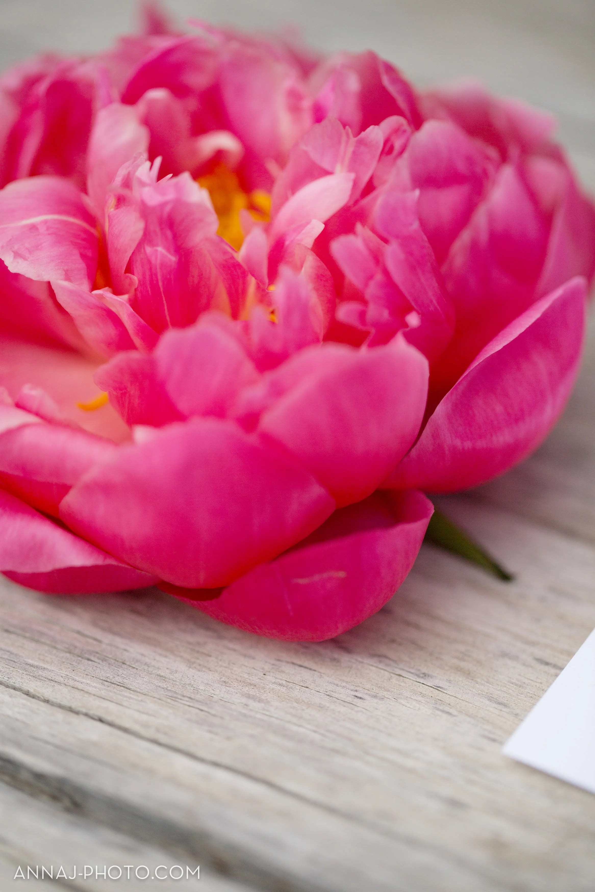 Coral Peony