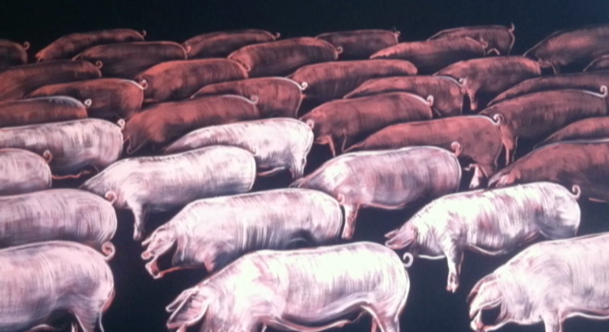 Have You Ever Seen a Pig?
