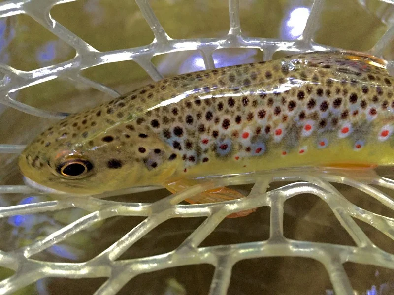 Lots and lots of spots