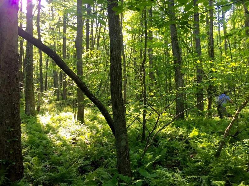 Bushwacking