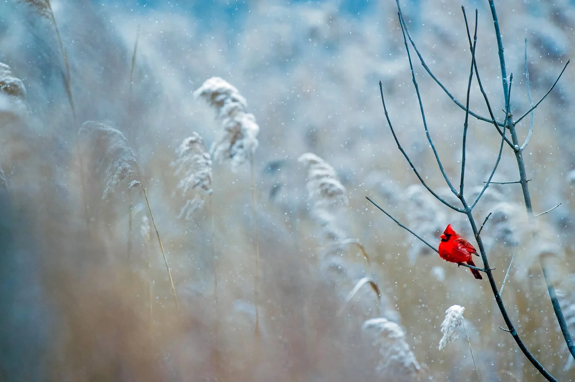 cardinal-1884283_1920.jpg