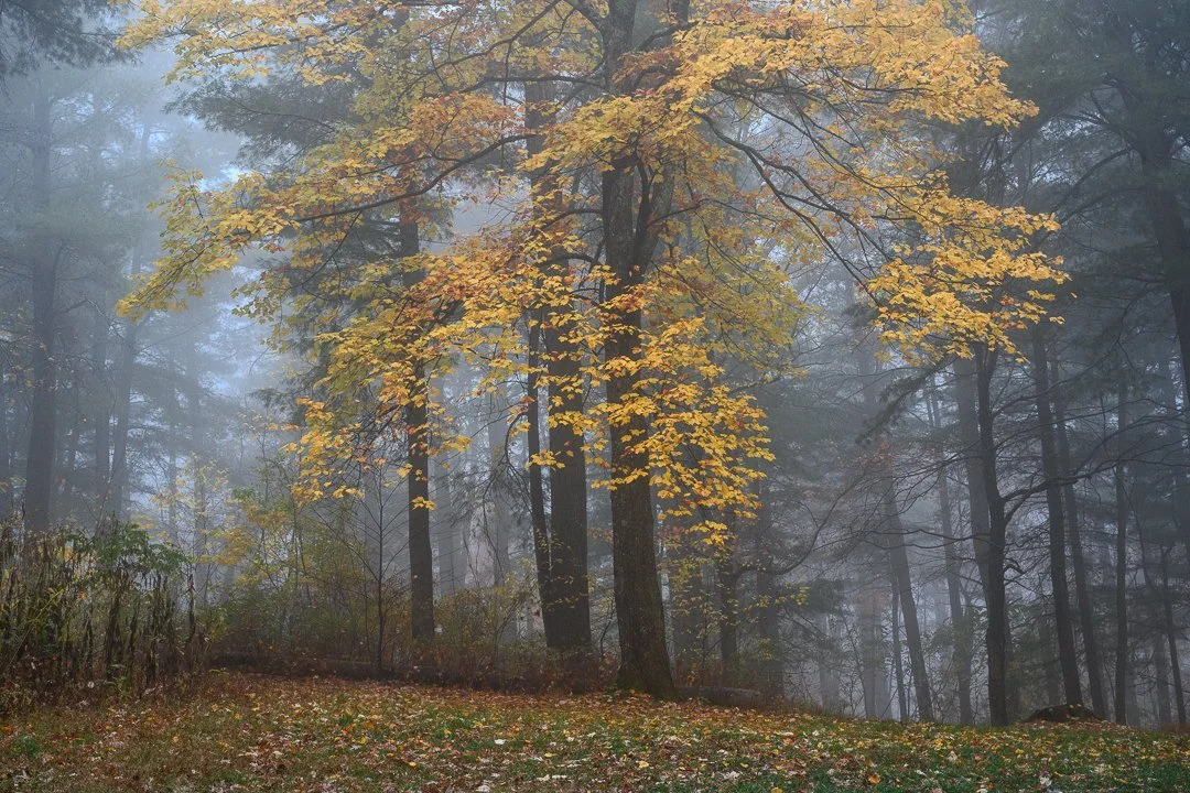 Autumn forest scene with fog, trees with yellow and orange leaves, and fallen leaves on the ground.
