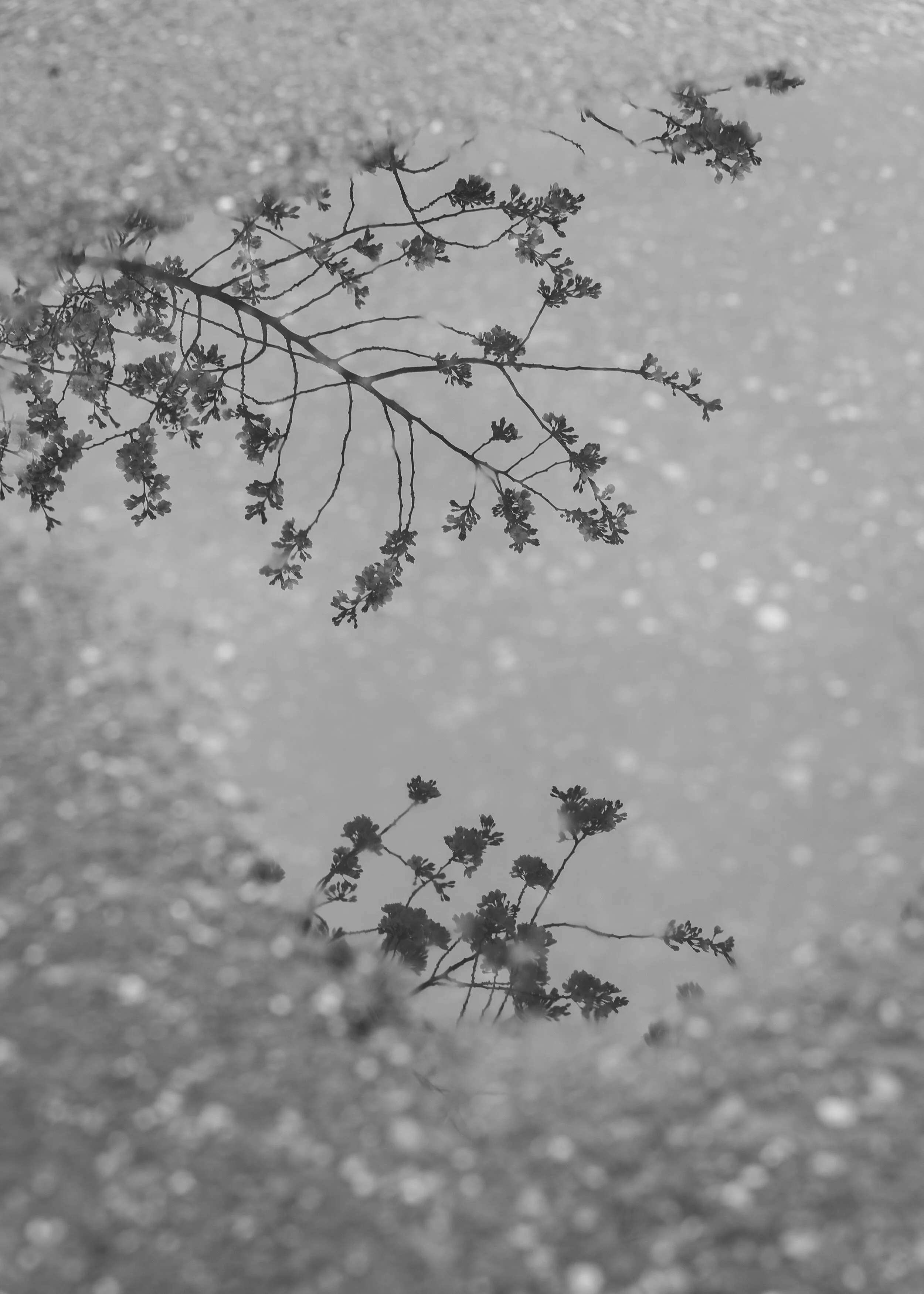 Puddle reflection of cherry blossom branches during springtime in Washington, D.C.
