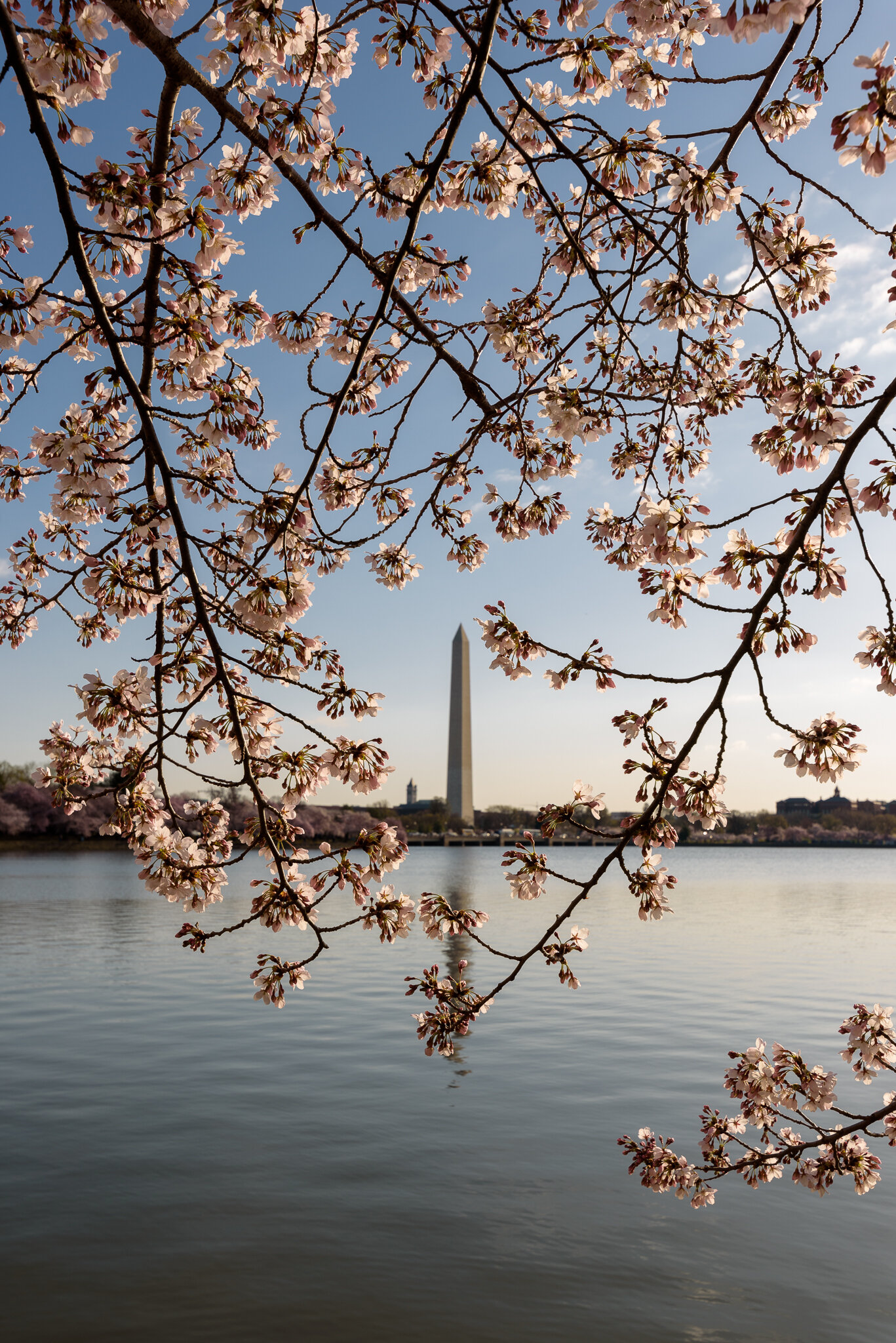 View of the Washington Monument framed by cherry blossoms.