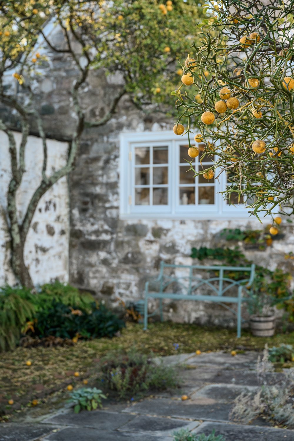 A garden with a stone path, a light green bench, a potted plant, and yellow fruit on a small tree near a stone wall with a white-framed window.