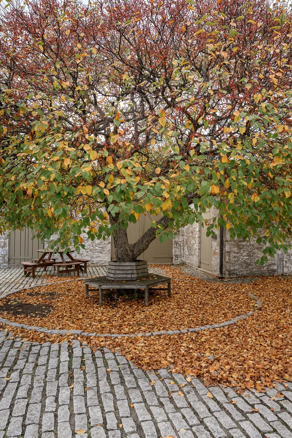 A large deciduous tree with yellow and orange leaves, surrounded by fallen leaves, in a courtyard with cobblestone pavement and wooden benches.