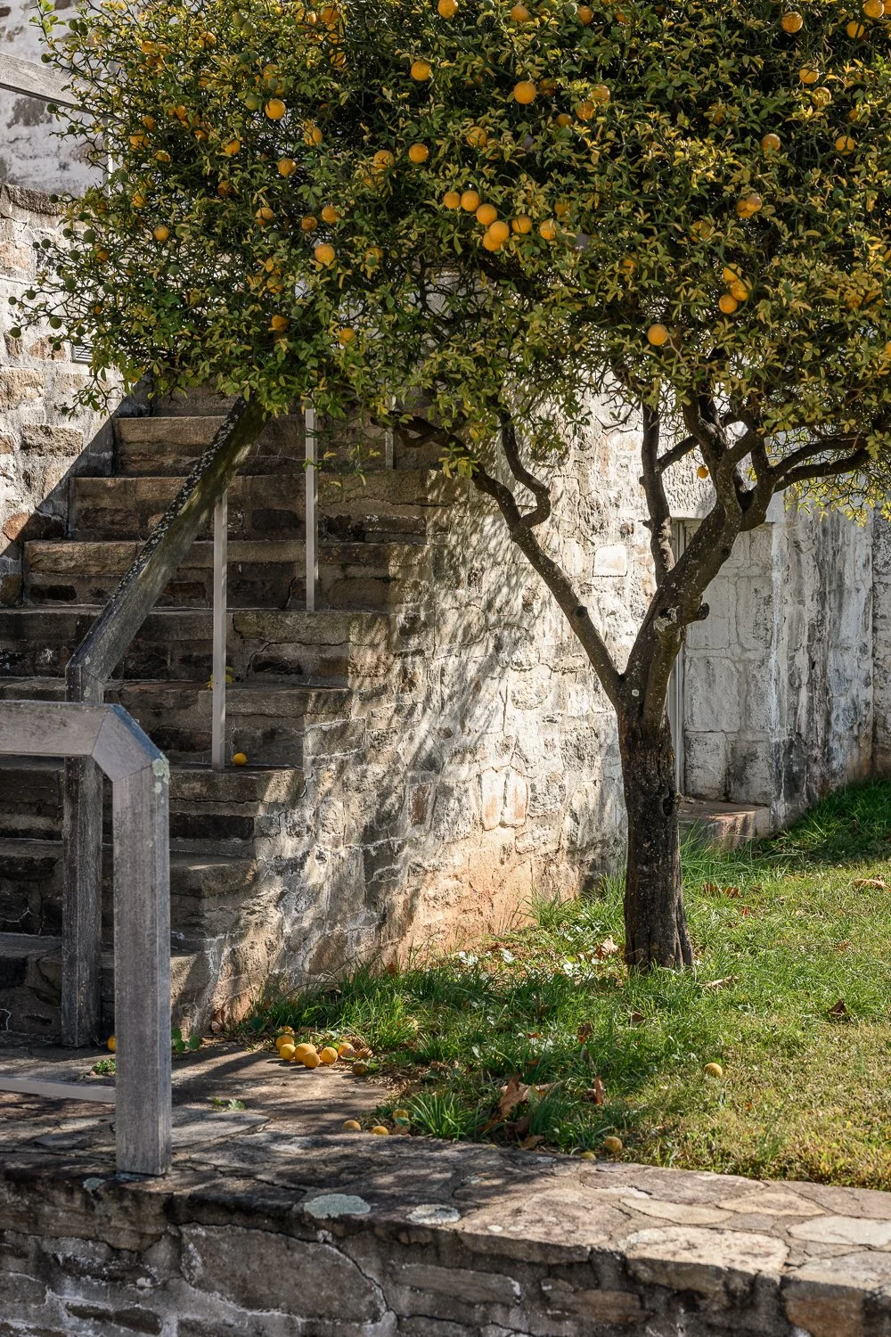 A lemon tree next to stone stairs and a stone wall, with fallen lemons on the grass and steps.