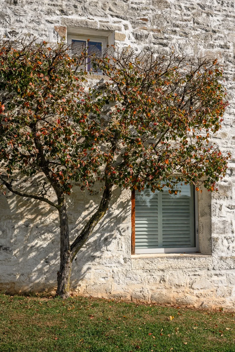 A tree with green and orange leaves in front of a white brick wall with a window and closed shutters.