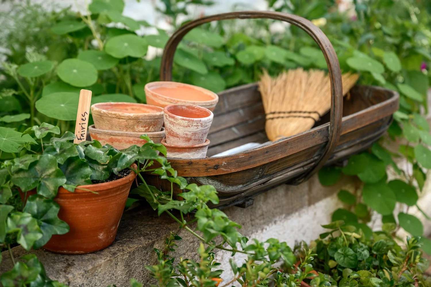 A garden scene showing a rustic wooden basket with terracotta plant pots, some labeled 'Feminines', and a bundle of straw, surrounded by green leafy plants and ivy.